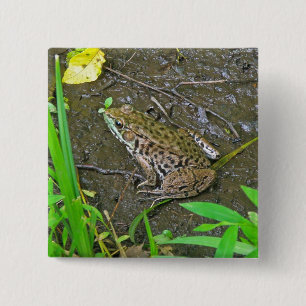 Badge Carré 5 Cm American Bullfrog - Rana catesbeiana