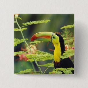 Badge Carré 5 Cm Amérique centrale, Honduras. Toucan à prix Keel
