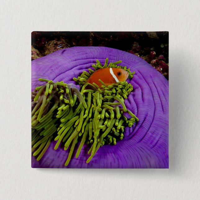 Badge Carré 5 Cm Anemonefish et grande anémone (Devant)