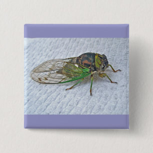 Badge Carré 5 Cm Annual Cicada Coordinating Items