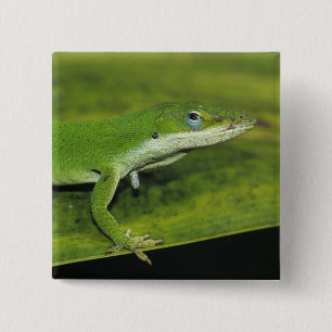 Badge Carré 5 Cm Anolis vert, Anolis carolinensis, adulte sur un pa