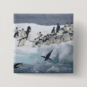 Badge Carré 5 Cm Antarctique, île Paulet. Manchots Adélie