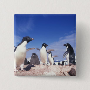 Badge Carré 5 Cm Antarctique, Manchot Adélie Pygoscelis