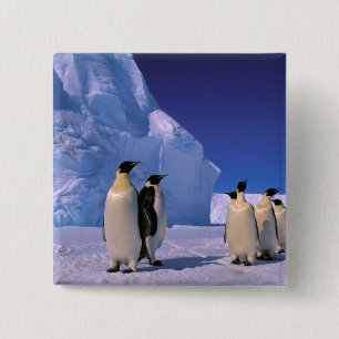 Badge Carré 5 Cm Antarctique, Territoire antarctique australien, 7