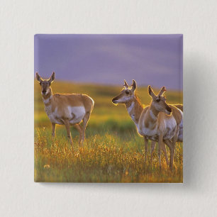 Badge Carré 5 Cm Antilope d'Amérique dans le Montana