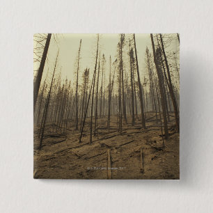 Badge Carré 5 Cm Arbres après incendie de forêt