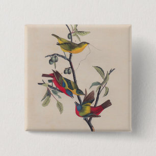 Badge Carré 5 Cm Audubon Peint Bunting Bird Wildlife