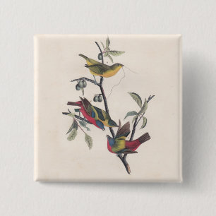 Badge Carré 5 Cm Audubon Peint Bunting Bird Wildlife