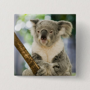 Badge Carré 5 Cm Australie, Queensland, Brisbane, Fig Tree
