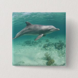 Badge Carré 5 Cm Bahamas, île de Grand Bahama, Freeport, Captive 6