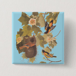 Badge Carré 5 Cm Baltimore Oiseaux d'Audubon à l'oriole dans le peu
