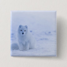 Beau renard arctique