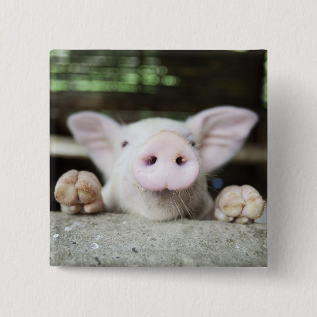 Badge Carré 5 Cm Bébé Cochon en Stylo, Piglet (Devant)