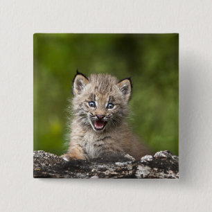 Badge Carré 5 Cm Bébé Lynx regardant au-dessus de l'arbre tombé par