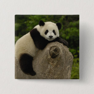 Badge Carré 5 Cm Bébé panda géant