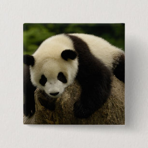 Badge Carré 5 Cm Bébé panda géant (Ailuropoda melanoleuca)