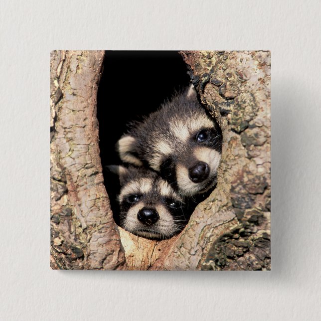 Badge Carré 5 Cm Bébé Raccoons se jetant dans l'arbre (Devant)