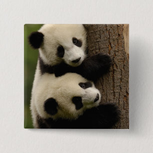 Badge Carré 5 Cm Bébés pandas géants (Ailuropoda melanoleuca) 2