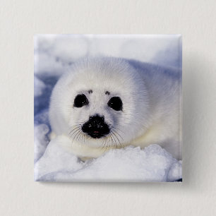 Badge Carré 5 Cm Bécasseau glacé du golfe du Saint-Laurent,