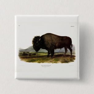 Badge Carré 5 Cm Bison américain, ou bison (bison) - Audubon