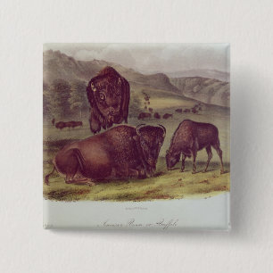 Badge Carré 5 Cm Bison américain ou Buffalo