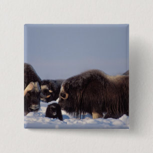 Badge Carré 5 Cm bol musqué, Ovibos moschatus, taureau et vache