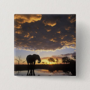 Badge Carré 5 Cm Botswana, parc national de Chobe, Éléphant