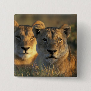 Badge Carré 5 Cm Botswana, Parc national de Chobe, Lionesses