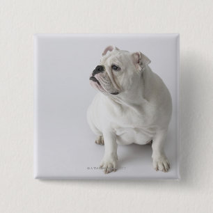 Badge Carré 5 Cm Bouledogue anglais blanc