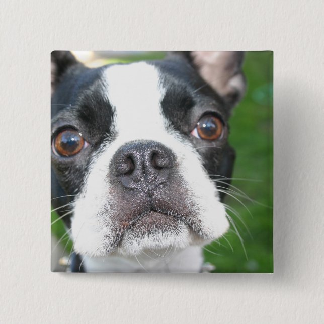 Badge Carré 5 Cm Bouton Carré de Boston Terrier Pup (Devant)