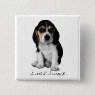 Badge Carré 5 Cm Bouton Chien Chien beagle
