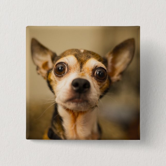 Badge Carré 5 Cm Bouton Chien mignon 10 (Devant)