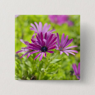 Badge Carré 5 Cm Bouton de Fleur de Marguerite Africaine