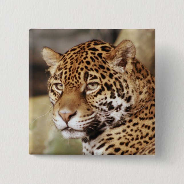 Badge Carré 5 Cm Bouton Jaguar (Devant)