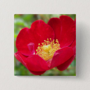 Badge Carré 5 Cm Bouton rouge pour les roses