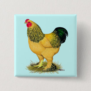 Badge Carré 5 Cm Brahma : Coq de couleur chamois