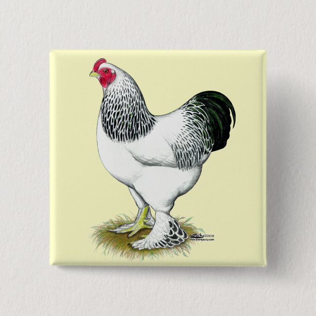 Badge Carré 5 Cm Brahma : Rooster léger (Devant)