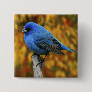 Badge Carré 5 Cm Bruant indigo mâle, Passerina cyanea