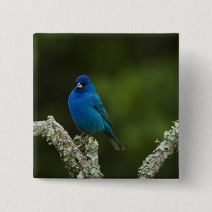 Badge Carré 5 Cm Bruant indigo, Passerina cyanea, Côtiers