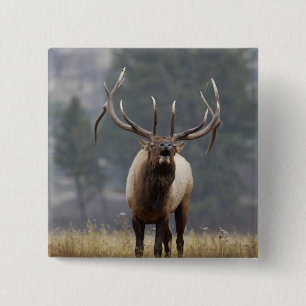 Badge Carré 5 Cm Bulle de l'Elk, Yellowstone NP, Wyoming 2