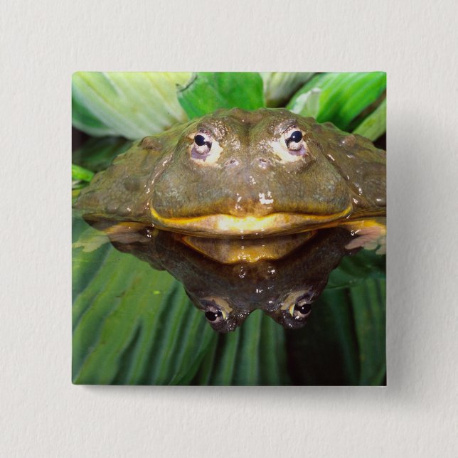 Badge Carré 5 Cm Bullfrog, Pyxicephalus 2 (Devant)