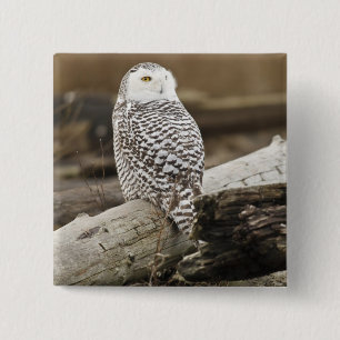 Badge Carré 5 Cm Canada, Boundary Bay, Snowy Owl