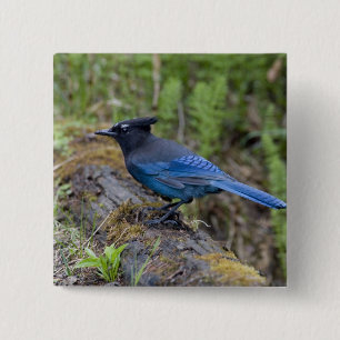 Badge Carré 5 Cm Canada : Colombie-Britannique, parc national Yoho,