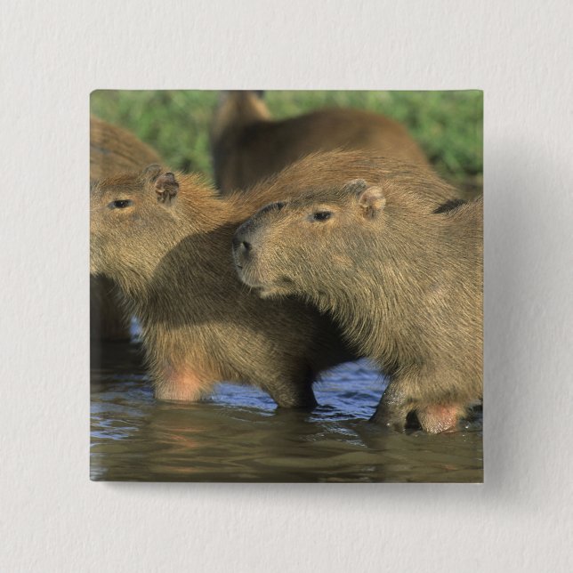 Badge Carré 5 Cm Capybara, Hydrochaeris hydrochaeris), du monde (Devant)