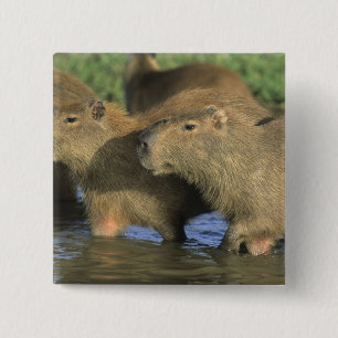 Badge Carré 5 Cm Capybara, Hydrochaeris hydrochaeris), monde