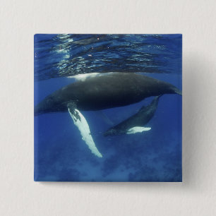 Badge Carré 5 Cm Caraïbes, archipel des Grandes Antilles,