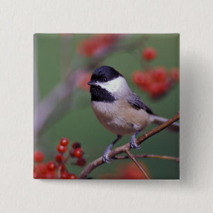 Badge Carré 5 Cm Carolina Chickadee
