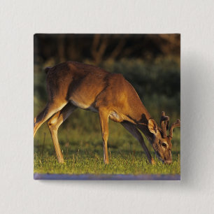 Badge Carré 5 Cm Cerf de Virginie, Odocoileus virginianus