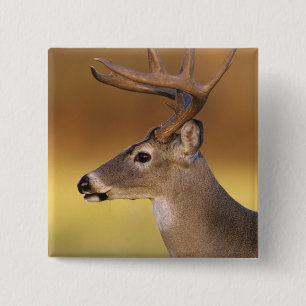 Badge Carré 5 Cm Cerf de Virginie, Odocoileus virginianus,