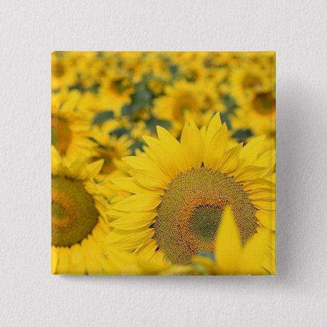 Badge Carré 5 Cm Champ de Pin carré de tournesols (Devant)